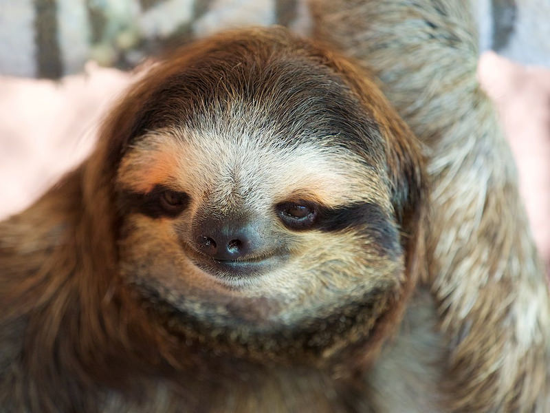 English 101: Sloth - Blog